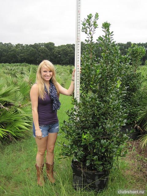 39460_ilex-nellie-r-stevens-holly-1000110484.jpg